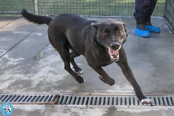 Pako: energia, carattere e tanta voglia di ricominciare Foto 5